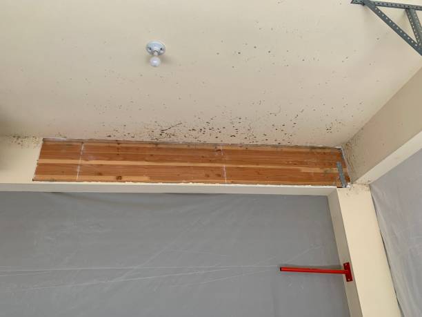 Best Mold Remediation for Healthcare Facilities  in Valley City, ND